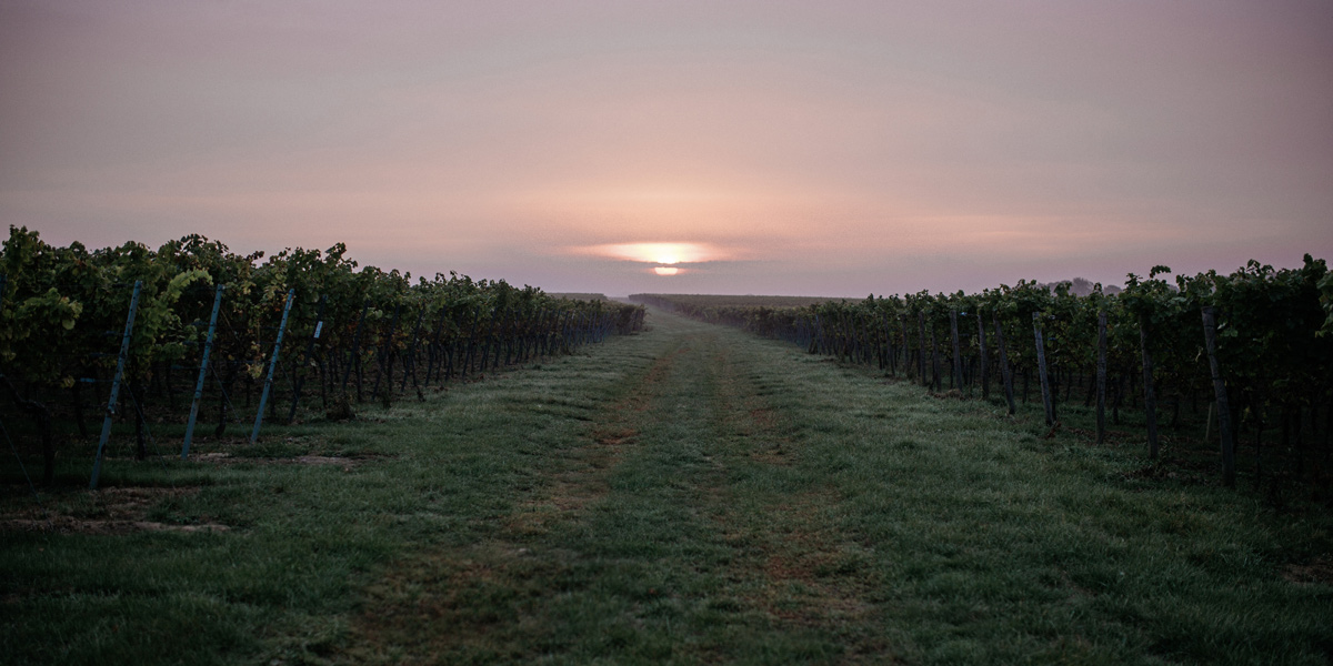 Weinberge – Weingut Jean Rapp